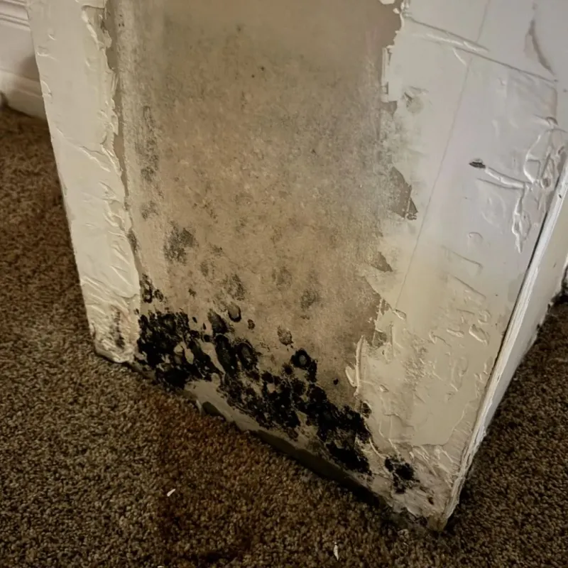 Professional Mold Removal in Rosaryville, MD